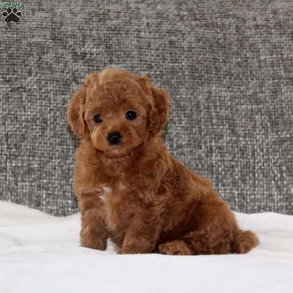 Kolbe, Havapoo Puppy